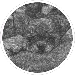 Portrait demo puppy